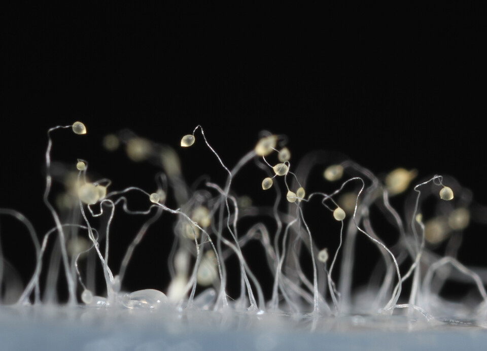 dictyostelium_discoideum_43_red_preview