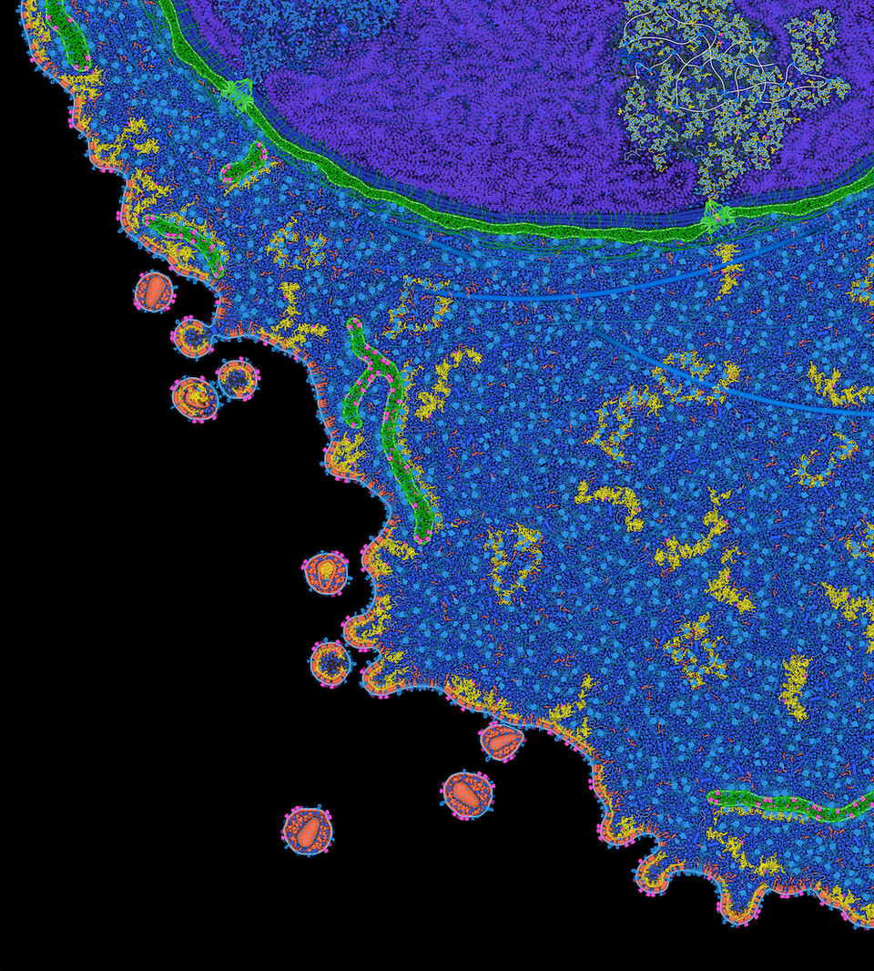 hiv-infected-cell_edit