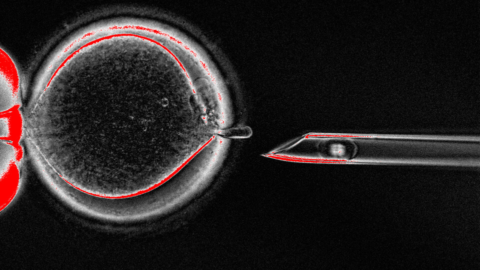 mitochondrial-replacement-therapy